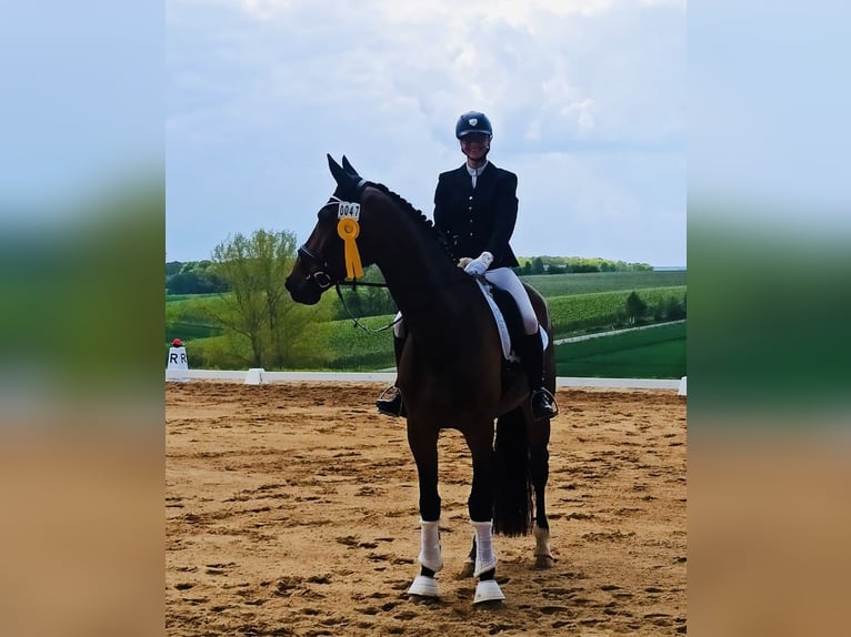 Deutsches Sportpferd Wallach 5 Jahre 178 cm Brauner in Moritzburg