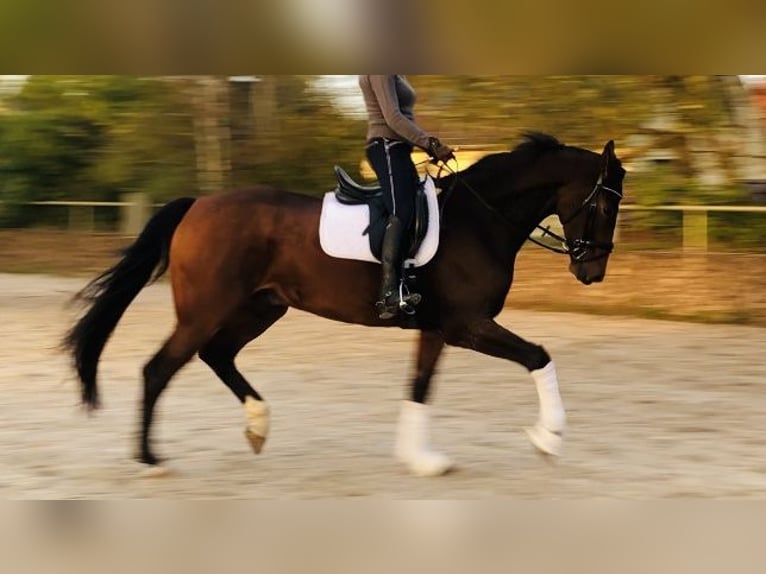 Deutsches Sportpferd Wallach 5 Jahre 178 cm Brauner in Moritzburg