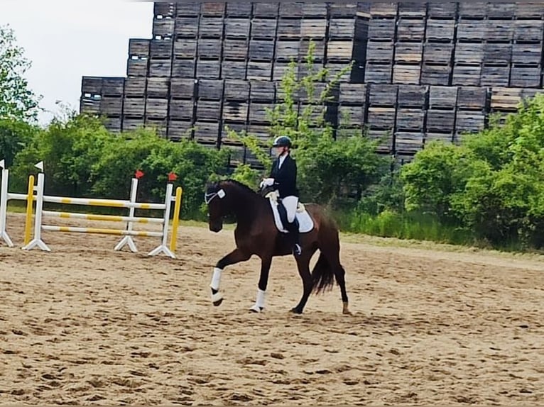 Deutsches Sportpferd Wallach 5 Jahre 178 cm Brauner in Moritzburg