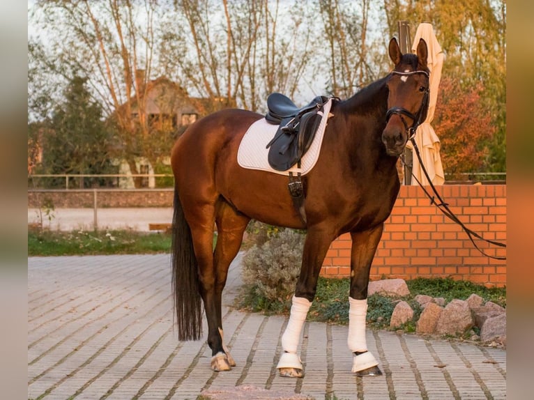 Deutsches Sportpferd Wallach 5 Jahre 178 cm Brauner in Moritzburg