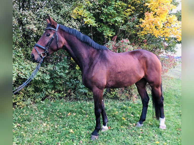 Deutsches Sportpferd Wallach 5 Jahre 178 cm Brauner in Moritzburg