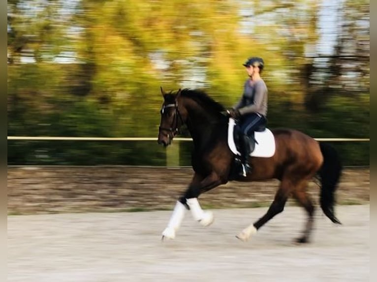 Deutsches Sportpferd Wallach 5 Jahre 178 cm Brauner in Moritzburg