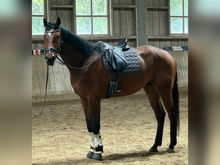 Deutsches Sportpferd Wallach 5 Jahre 178 cm Brauner in Pliening