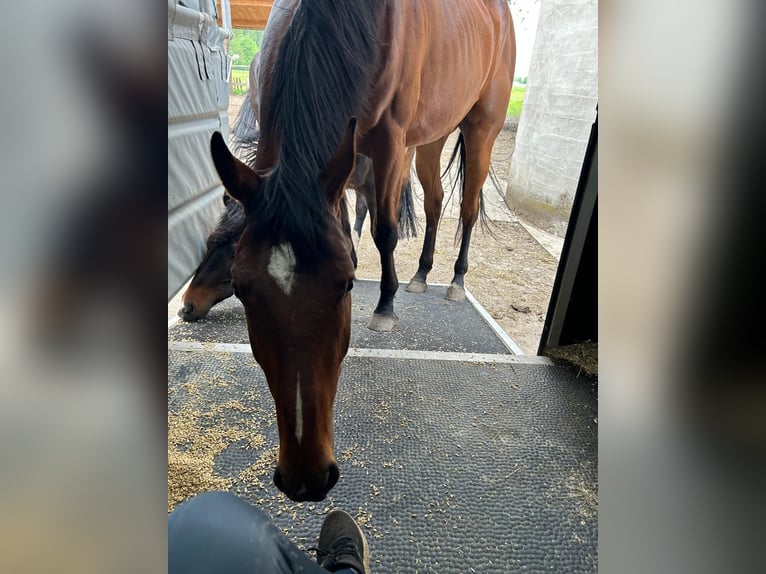 Deutsches Sportpferd Wallach 5 Jahre 178 cm Brauner in Pliening