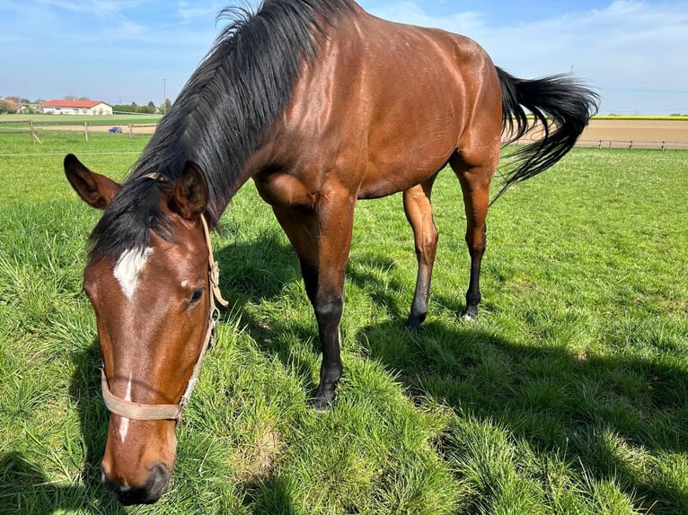 Deutsches Sportpferd Wallach 5 Jahre 178 cm Brauner in Pliening