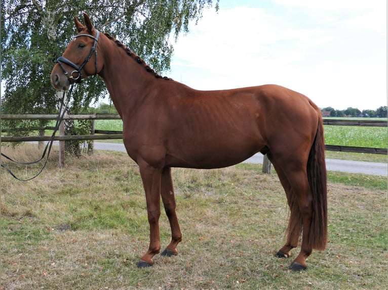 Deutsches Sportpferd Wallach 5 Jahre 178 cm Fuchs in Wedemark