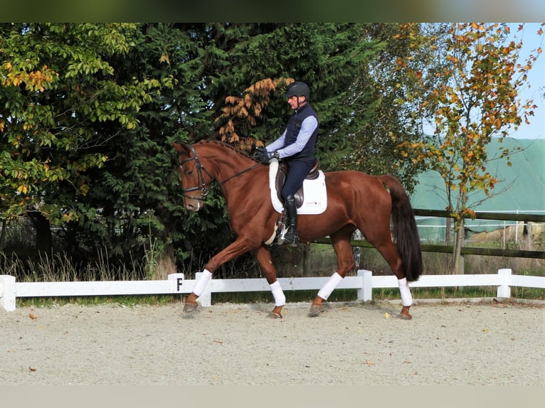 Deutsches Sportpferd Wallach 5 Jahre 178 cm Fuchs in Wedemark