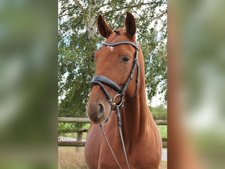 Deutsches Sportpferd Wallach 5 Jahre 178 cm Fuchs in Wedemark