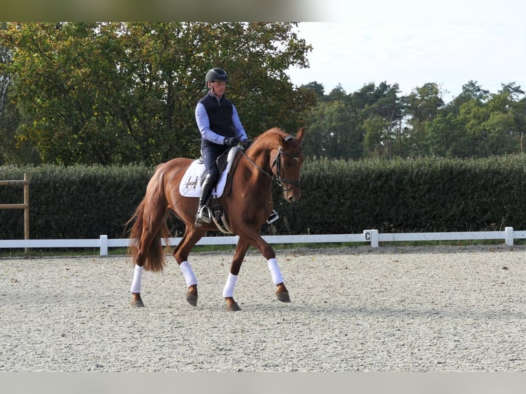 Deutsches Sportpferd Wallach 5 Jahre 178 cm Fuchs in Wedemark