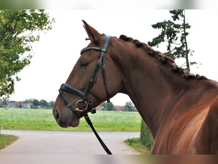 Deutsches Sportpferd Wallach 5 Jahre 178 cm Fuchs in Wedemark