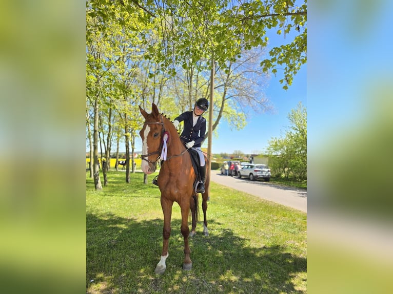 Deutsches Sportpferd Wallach 5 Jahre 178 cm Fuchs in Bülstringen