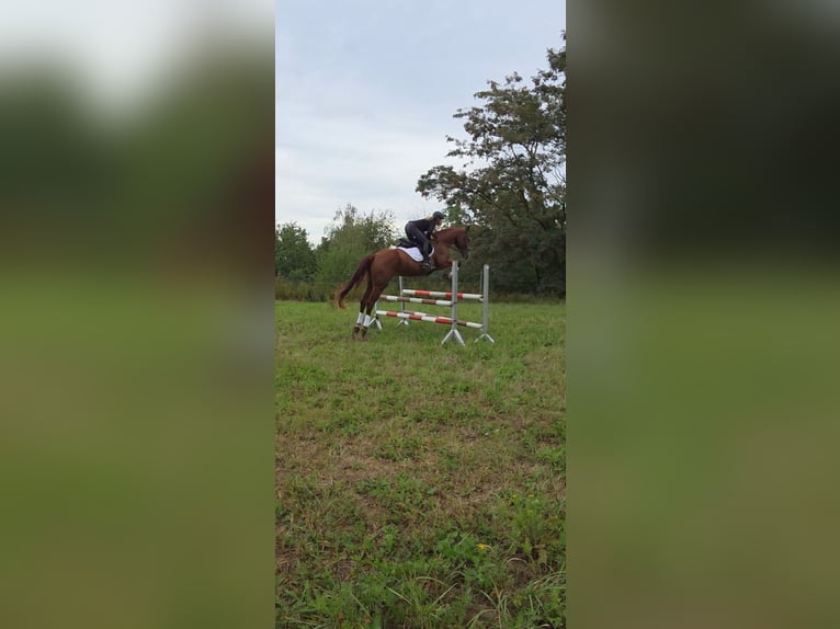 Deutsches Sportpferd Wallach 5 Jahre 178 cm Fuchs in Bülstringen