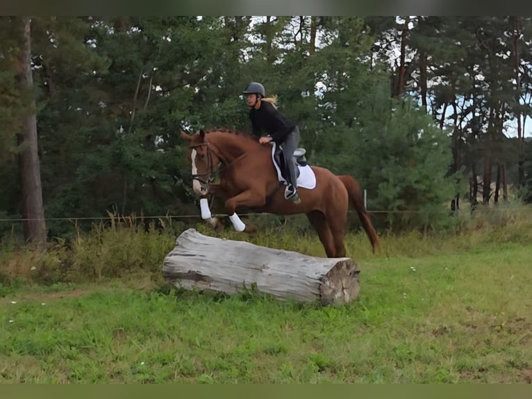 Deutsches Sportpferd Wallach 5 Jahre 178 cm Fuchs in Bülstringen