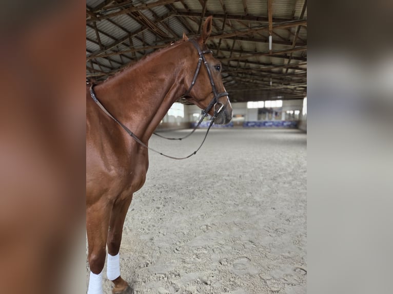 Deutsches Sportpferd Wallach 5 Jahre 178 cm Fuchs in Bülstringen