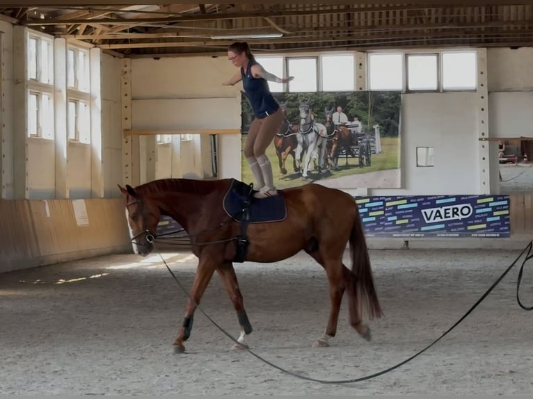 Deutsches Sportpferd Wallach 5 Jahre 178 cm Fuchs in Bülstringen