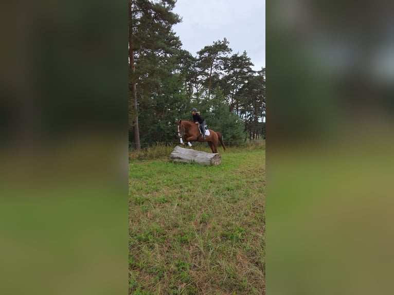 Deutsches Sportpferd Wallach 5 Jahre 178 cm Fuchs in Bülstringen