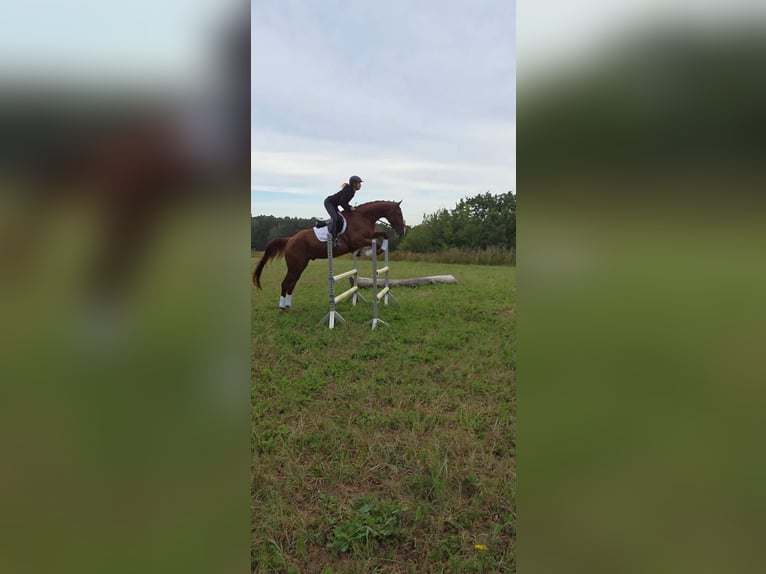 Deutsches Sportpferd Wallach 5 Jahre 178 cm Fuchs in Bülstringen