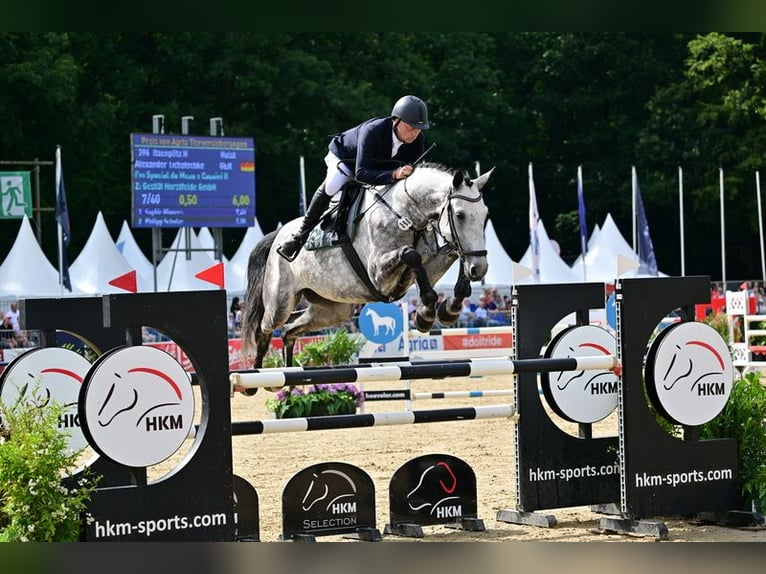 Deutsches Sportpferd Wallach 5 Jahre 178 cm Schimmel in Zossen