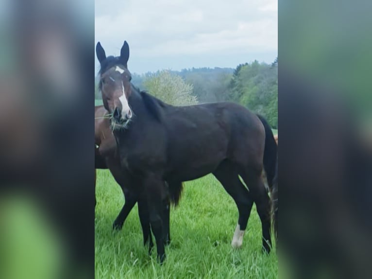 Deutsches Sportpferd Wallach 5 Jahre 179 cm Dunkelbrauner in Kaiserslautern