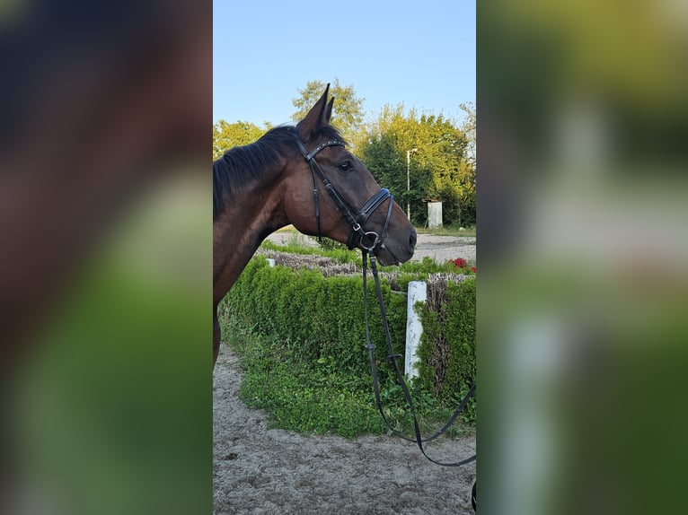 Deutsches Sportpferd Wallach 5 Jahre 179 cm Dunkelbrauner in Kaiserslautern