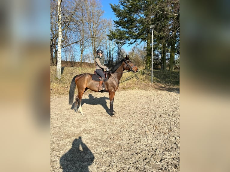 Deutsches Sportpferd Wallach 5 Jahre 179 cm Dunkelbrauner in Kaiserslautern