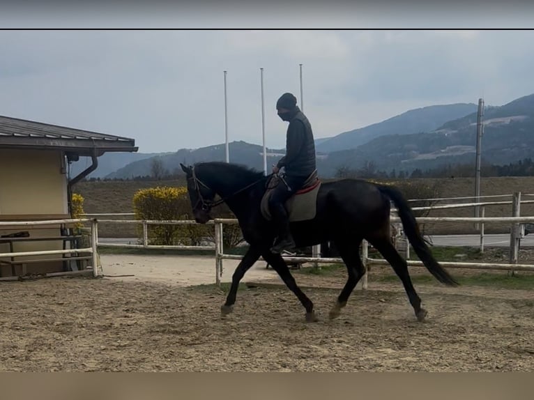 Deutsches Sportpferd Wallach 5 Jahre 181 cm Brauner in Ruden