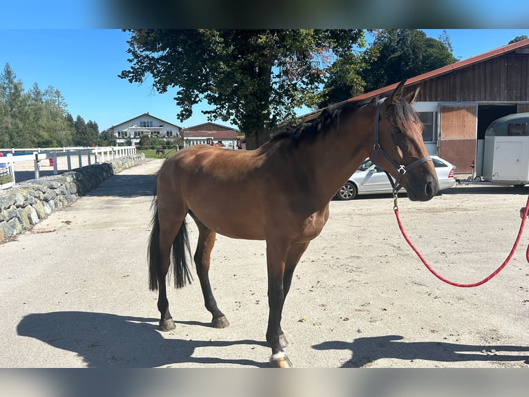 Deutsches Sportpferd Wallach 5 Jahre 181 cm Brauner in Lechbruck