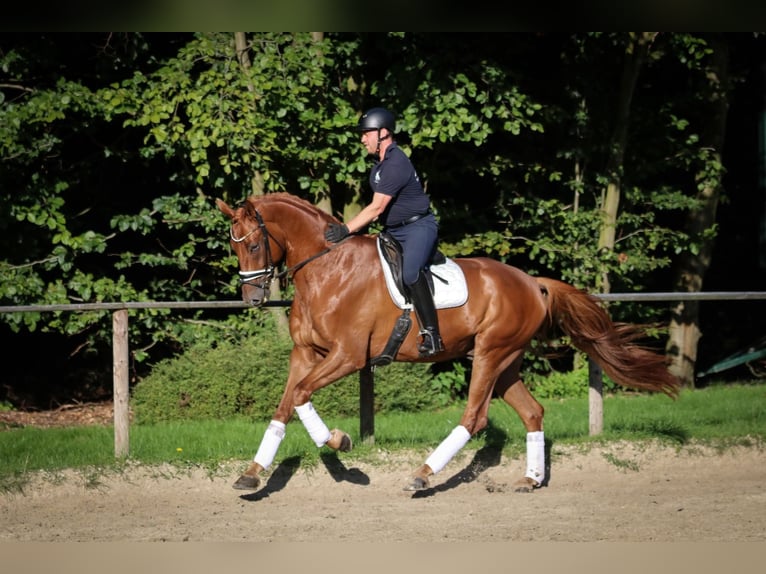 Deutsches Sportpferd Wallach 5 Jahre 182 cm Fuchs in Wuppertal