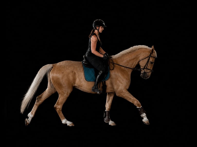 Deutsches Sportpferd Wallach 5 Jahre 190 cm Palomino in Illertissen