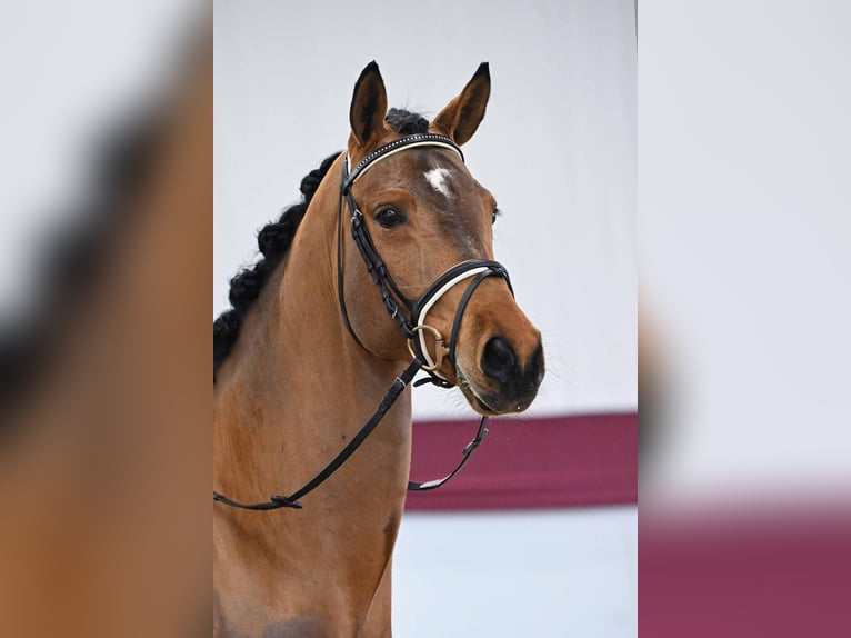 Deutsches Sportpferd Wallach 5 Jahre Brauner in Gomadingen