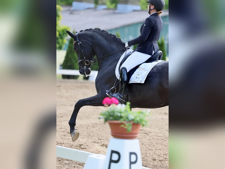 Deutsches Sportpferd Wallach 5 Jahre Brauner in Zossen