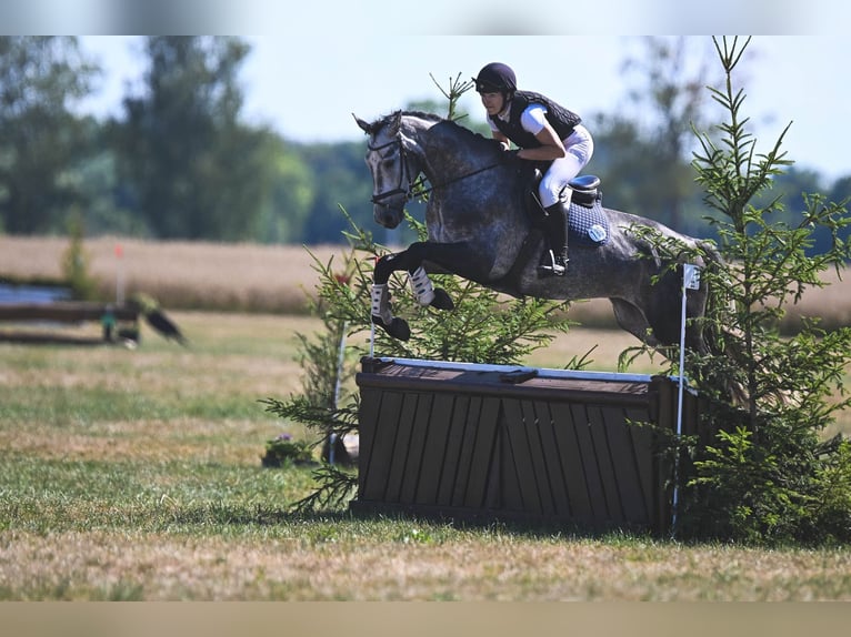 Deutsches Sportpferd Wallach 5 Jahre  in Horka