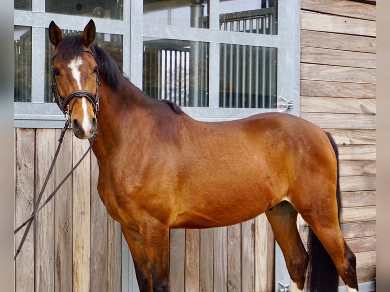 Deutsches Sportpferd Wallach 6 Jahre 153 cm Brauner in Leipzig