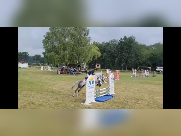 Deutsches Sportpferd Wallach 6 Jahre 160 cm Schimmel in Perleberg