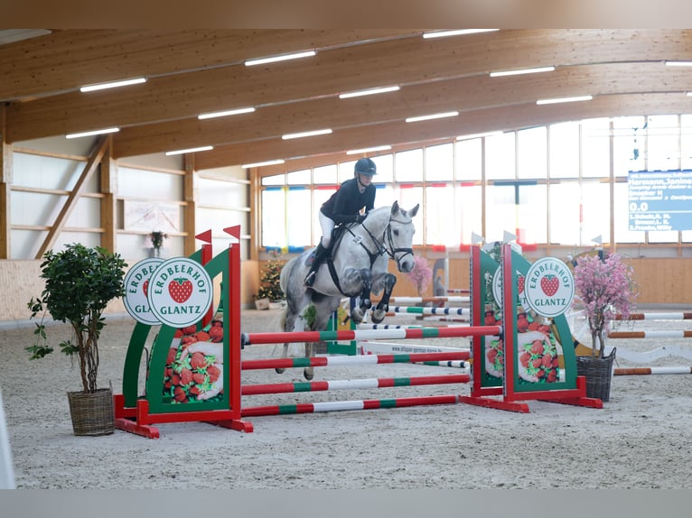 Deutsches Sportpferd Wallach 6 Jahre 160 cm Schimmel in Perleberg