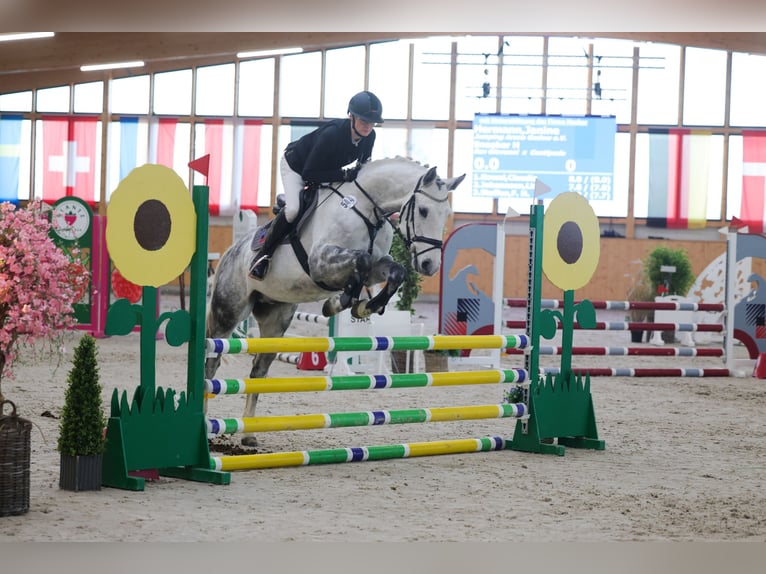 Deutsches Sportpferd Wallach 6 Jahre 160 cm Schimmel in Perleberg