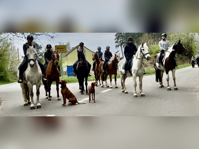 Deutsches Sportpferd Wallach 6 Jahre 160 cm Schwarzbrauner in Wiendorf