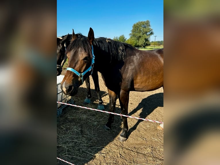 Deutsches Sportpferd Wallach 6 Jahre 160 cm Schwarzbrauner in Wiendorf