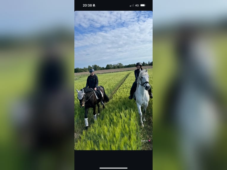 Deutsches Sportpferd Wallach 6 Jahre 160 cm Schwarzbrauner in Wiendorf