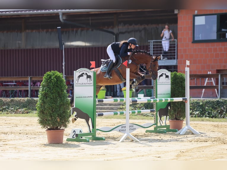 Deutsches Sportpferd Wallach 6 Jahre 161 cm Brauner in Altenberge