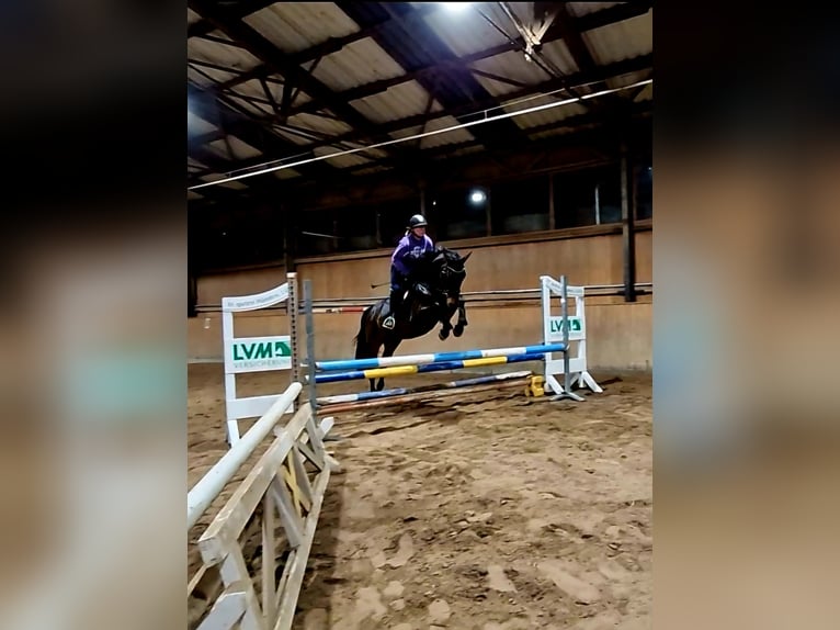 Deutsches Sportpferd Wallach 6 Jahre 161 cm Brauner in Crawinkel