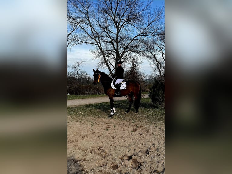 Deutsches Sportpferd Wallach 6 Jahre 161 cm Brauner in Crawinkel