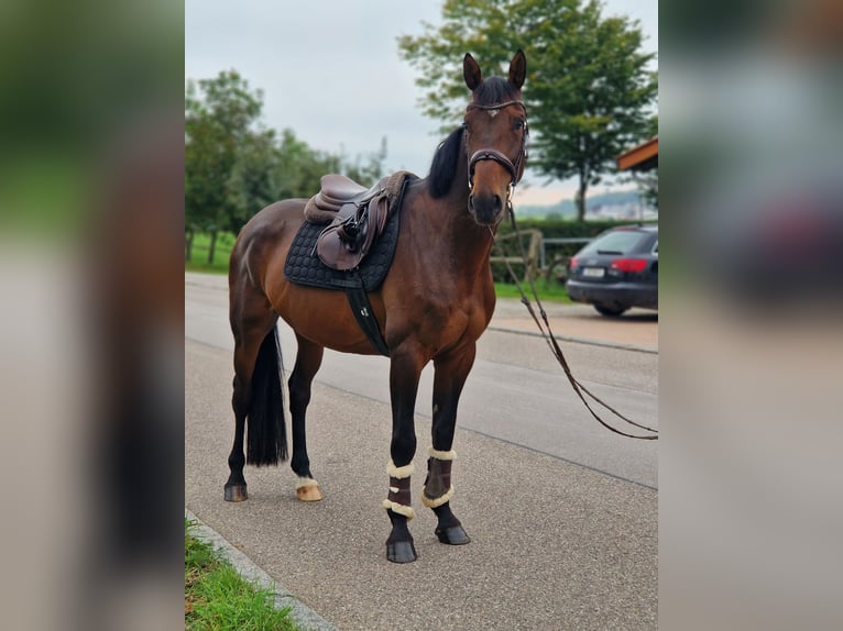 Deutsches Sportpferd Wallach 6 Jahre 162 cm Brauner in Ilshofen