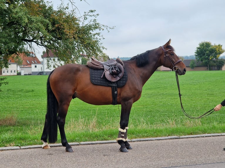 Deutsches Sportpferd Wallach 6 Jahre 162 cm Brauner in Ilshofen