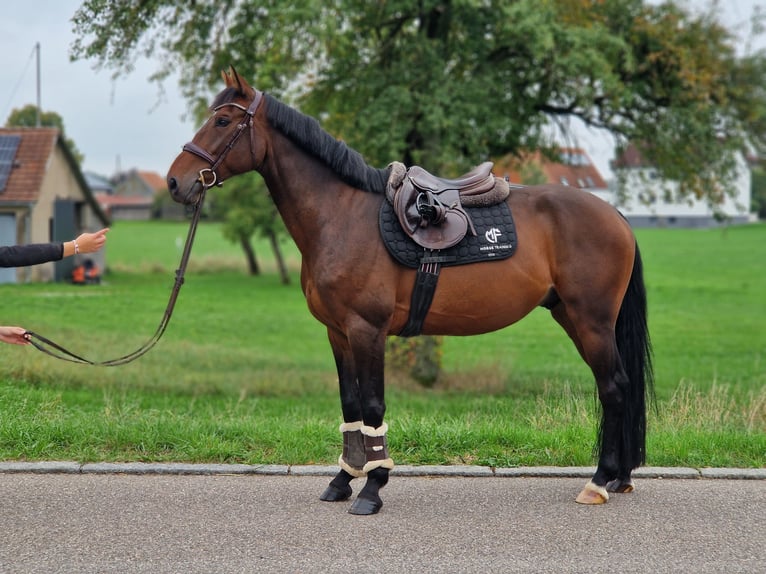 Deutsches Sportpferd Wallach 6 Jahre 162 cm Brauner in Ilshofen