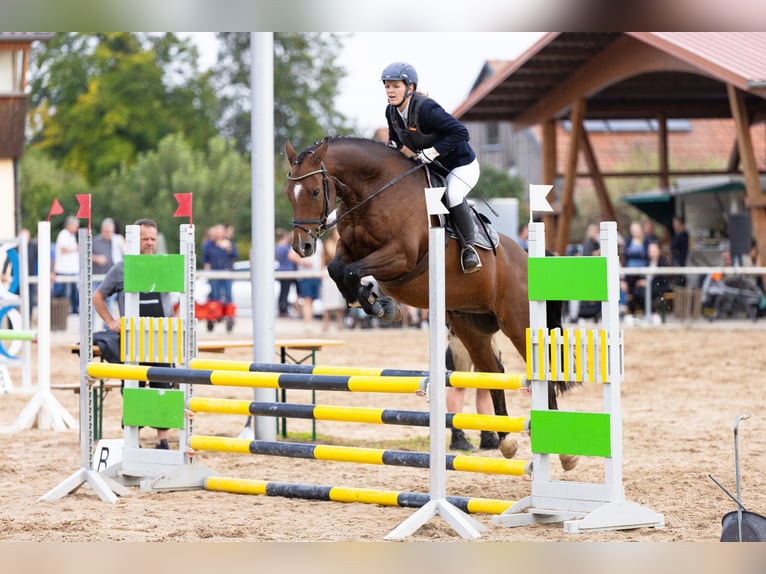 Deutsches Sportpferd Wallach 6 Jahre 162 cm Brauner in Kranichfeld