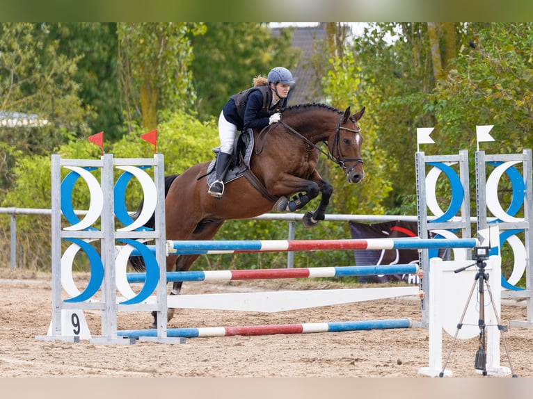 Deutsches Sportpferd Wallach 6 Jahre 162 cm Brauner in Kranichfeld