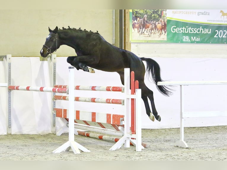 Deutsches Sportpferd Wallach 6 Jahre 162 cm Dunkelbrauner in K&#xFC;llstedt