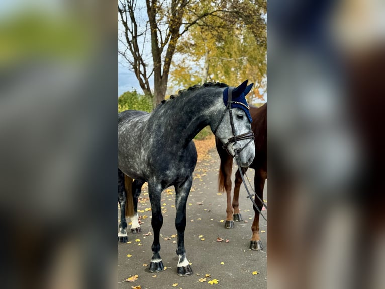 Deutsches Sportpferd Wallach 6 Jahre 162 cm Schimmel in Kirchlengern