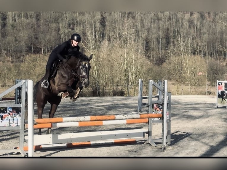 Deutsches Sportpferd Wallach 6 Jahre 162 cm Schimmel in Kirchlengern